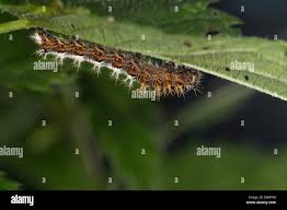 Attēlu rezultāti vaicājumam “Polygonia c-album larva”