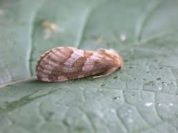 Attēlu rezultāti vaicājumam “Phymatopus hecta”