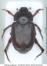 Attēlu rezultāti vaicājumam “Hoplia graminicola”