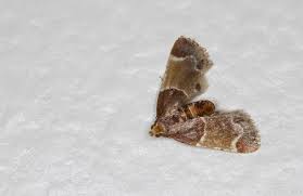 Attēlu rezultāti vaicājumam “Pyralis farinalis”