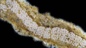 Attēlu rezultāti vaicājumam “Ceratiomyxa porioides plasmodium”