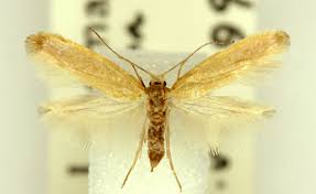 Attēlu rezultāti vaicājumam “Argyresthiidae”