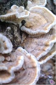 Attēlu rezultāti vaicājumam “Lenzites betulina”