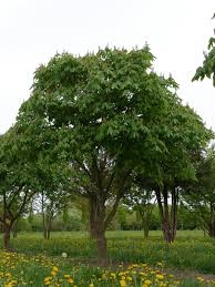 Attēlu rezultāti vaicājumam “Aesculus x hybrida”