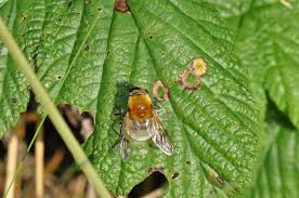 Attēlu rezultāti vaicājumam “Arctophila superbiens”