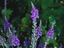 Image result for Linaria purpurea