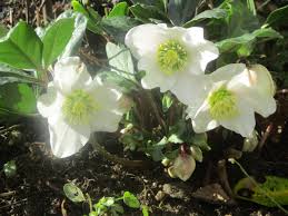 Image result for Nieswurz