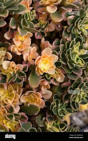 Image result for Aichryson