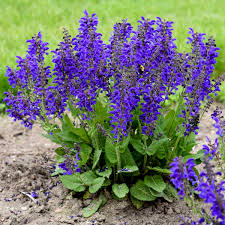 Image result for Salvia pratensis