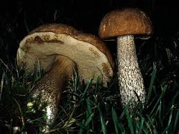 Attēlu rezultāti vaicājumam “Leccinum scabrum”