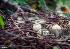Attēlu rezultāti vaicājumam “Gallinago gallinago eggs”