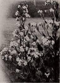 Image result for Adlumia cirrhosa