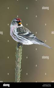 Attēlu rezultāti vaicājumam “Carduelis flammea male”