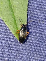 Attēlu rezultāti vaicājumam “Capsus ater”