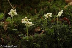 Attēlu rezultāti vaicājumam “Moneses uniflora fruit”