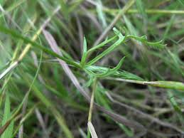 Attēlu rezultāti vaicājumam “Papaver argemone leaf”