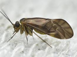 Attēlu rezultāti vaicājumam “Metylophorus nebulosus”