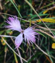 Image result for Dianthus superbus