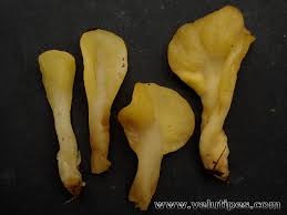 Attēlu rezultāti vaicājumam “Spathularia flavida”