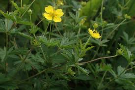 Attēlu rezultāti vaicājumam “Potentilla erecta flower”
