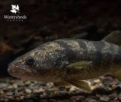 Image result for Sander vitreus