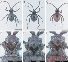 Attēlu rezultāti vaicājumam “Ptinus sp. male”