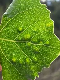 Attēlu rezultāti vaicājumam “Taphrina betulina”