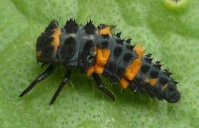 Attēlu rezultāti vaicājumam “Leiodidae larva”