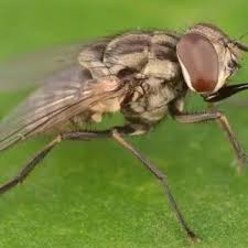 Attēlu rezultāti vaicājumam “Muscidae”