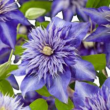 Image result for clematis multi blue