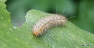 Attēlu rezultāti vaicājumam “Spilosoma lutea larva”