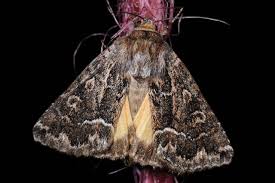 Attēlu rezultāti vaicājumam “Thalpophila matura”