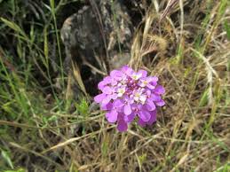 Image result for Iberis umbellata