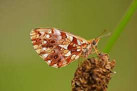 Attēlu rezultāti vaicājumam “Boloria dia upperside”