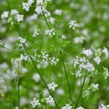 Image result for Anthriscus cerefolium