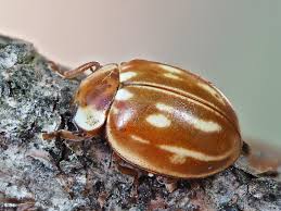 Attēlu rezultāti vaicājumam “Myzia oblongoguttata”