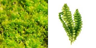 Attēlu rezultāti vaicājumam “Calypogeia integristipula”