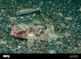 Image result for Dactylopterus volitans