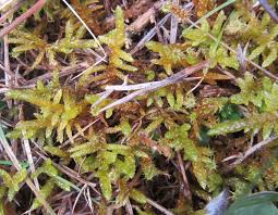 Attēlu rezultāti vaicājumam “Pseudoscleropodium purum”