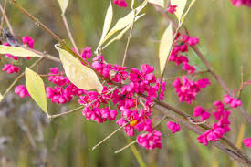 Attēlu rezultāti vaicājumam “Euonymus verrucosus”