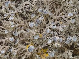 Attēlu rezultāti vaicājumam “Anaptychia ciliaris”