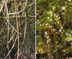 Attēlu rezultāti vaicājumam “Gymnocolea inflata”