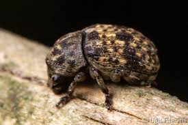 Attēlu rezultāti vaicājumam “Anthribus nebulosus”