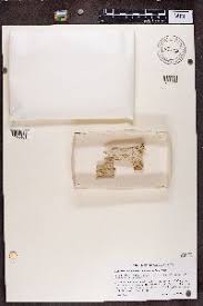 Attēlu rezultāti vaicājumam “Microcalicium disseminatum”