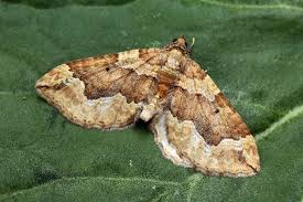 Attēlu rezultāti vaicājumam “Pelurga comitata”