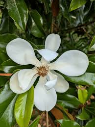 Attēlu rezultāti vaicājumam “Magnolia”