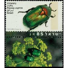 Attēlu rezultāti vaicājumam “Potosia cuprea”