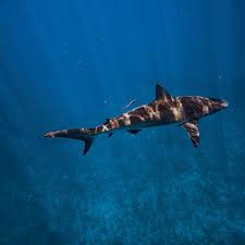 Image result for Carcharhinus perezii