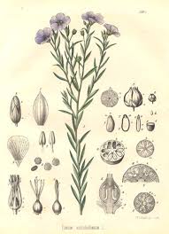 Attēlu rezultāti vaicājumam “Linum usitatissimum leaf”