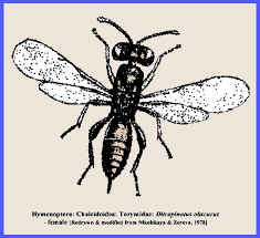 Attēlu rezultāti vaicājumam “Torymidae”